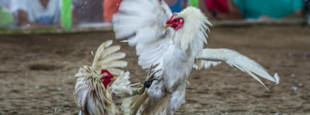 Permainan Judi Sabung Ayam Online S128