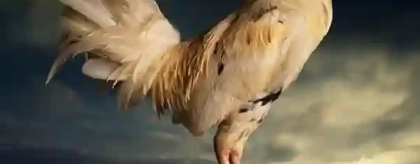 Review Fitur Live Streaming Sabung Ayam Online Terbaru